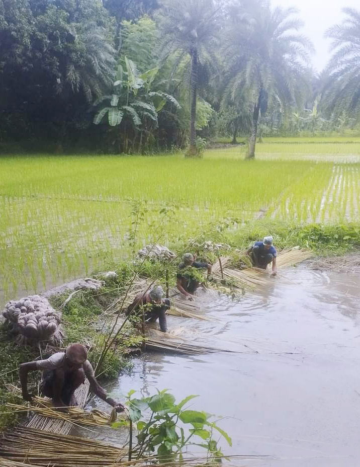 পাটকেলঘাটায় এবার পাটের ফলন আশানুরূপ হয়নি। এখন পাটচাষিরা ব্যস্ত পাটের আঁশ ছাড়ানোর কাজে। ডোবা-খাল-বিলে এই আঁশ ছাড়াচ্ছেন তাঁরা। তালা উপজেলার পাটকেলঘাটার শাকদহ খাল থেকে তোলা, সাতক্ষীরা, ৩১ আগস্ট ২০২৪। ছবি: মুজিবুর রহমান