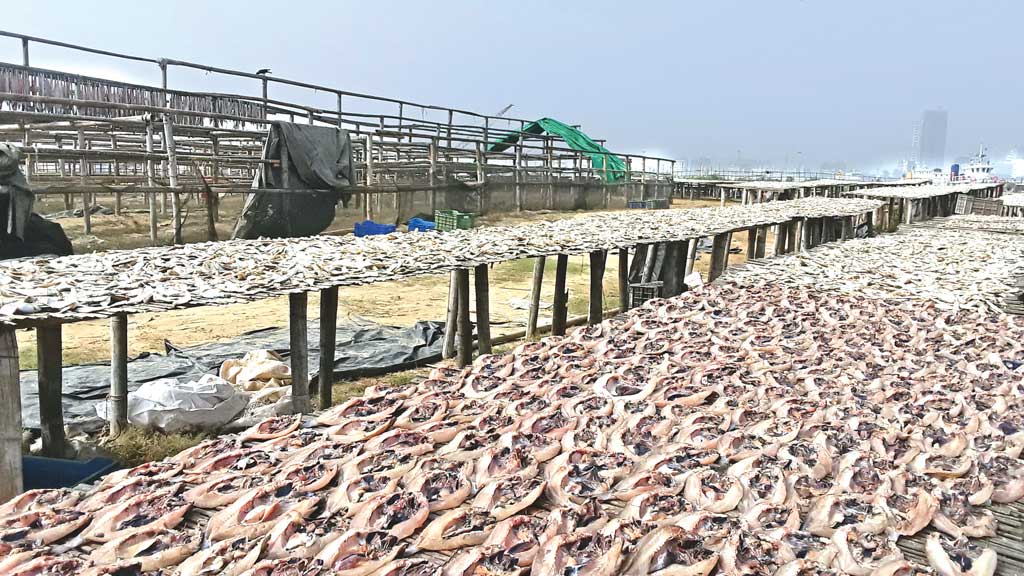 নদীপাড়ে শুঁটকি তৈরির ধুম