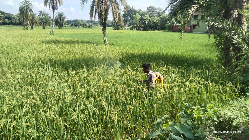 বন্যার পানিতে ডুবে গেছে পাটকেলঘাটার বেশির ভাগ এলাকা। তবে কিছু উঁচু জমি রেহাই পেয়েছে বন্যা থেকে। সেখানে আমন ধানের শিষ বের হচ্ছে। এর মধ্যেই জমিতে দেখা দিয়েছে পোকার আক্রমণ। তাই কৃষক জমিতে ওষুধ ছিটাচ্ছে। তালা উপজেলার পাটকেলঘাটার রাজেন্দ্রপুর মাঠ থেকে তোলা, সাতক্ষীরা, ৯ অক্টোবর ২০২৪ । ছবি: মুজিবুর রহমান