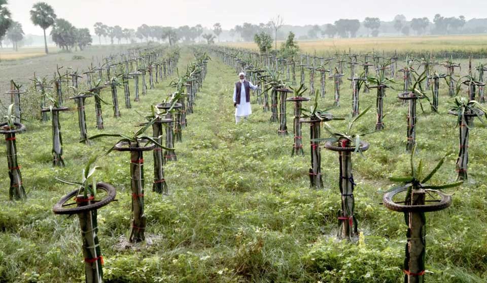 ড্রাগন চাষে পথ দেখালেন লোহাগড়ার রওশন  আলী