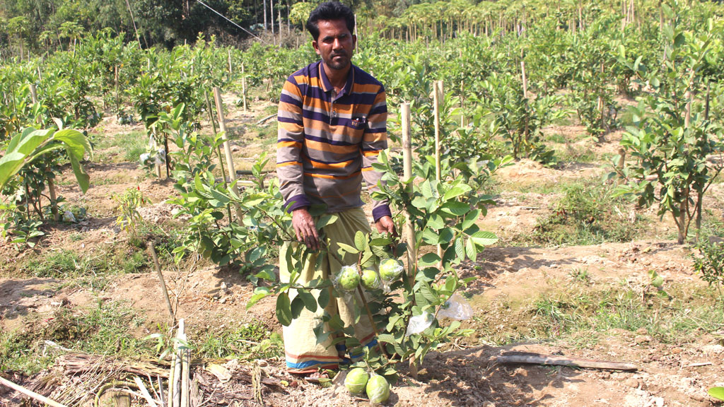 থাই পেয়ারায় দিনবদলের স্বপ্ন