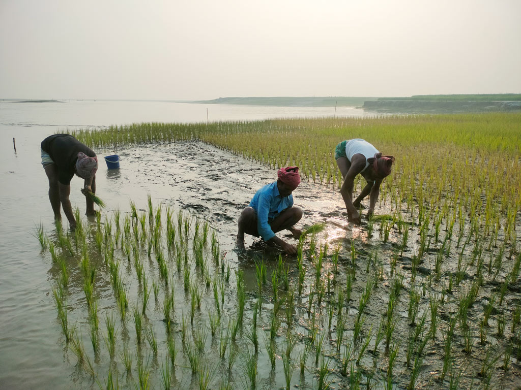পড়ন্ত বিকেলেও বোরো ধান রোপণে ব্যস্ত সময় পার করছেন যমুনার পাড়ের চরাঞ্চলের কৃষকেরা। ভূঞাপুর, টাঙ্গাইল, ৩০ জানুয়ারি, ২০২৩। ছবি: ফুয়াদ হাসান রন্জু
