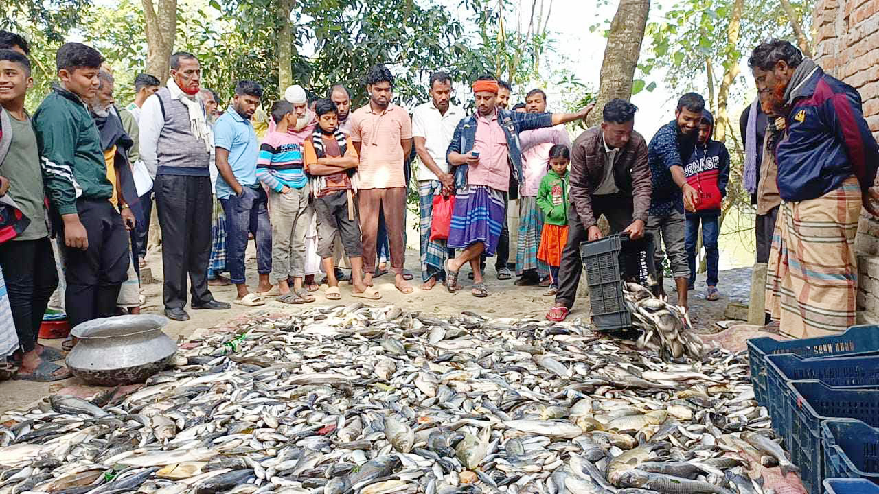 ব্রাহ্মণপাড়ায় পুকুরে বিষ দিয়ে মাছ নিধন, ক্ষতি ১৫ লাখ টাকার