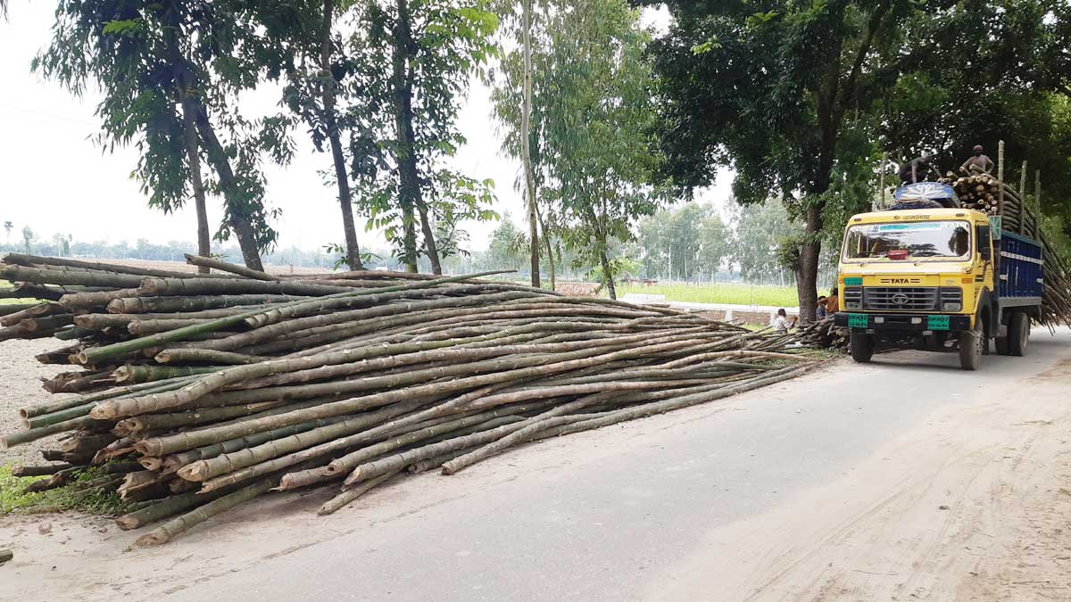 ঠাকুরগাঁওয়ের বাঁশ যাচ্ছে দেশের বিভিন্ন অঞ্চলে