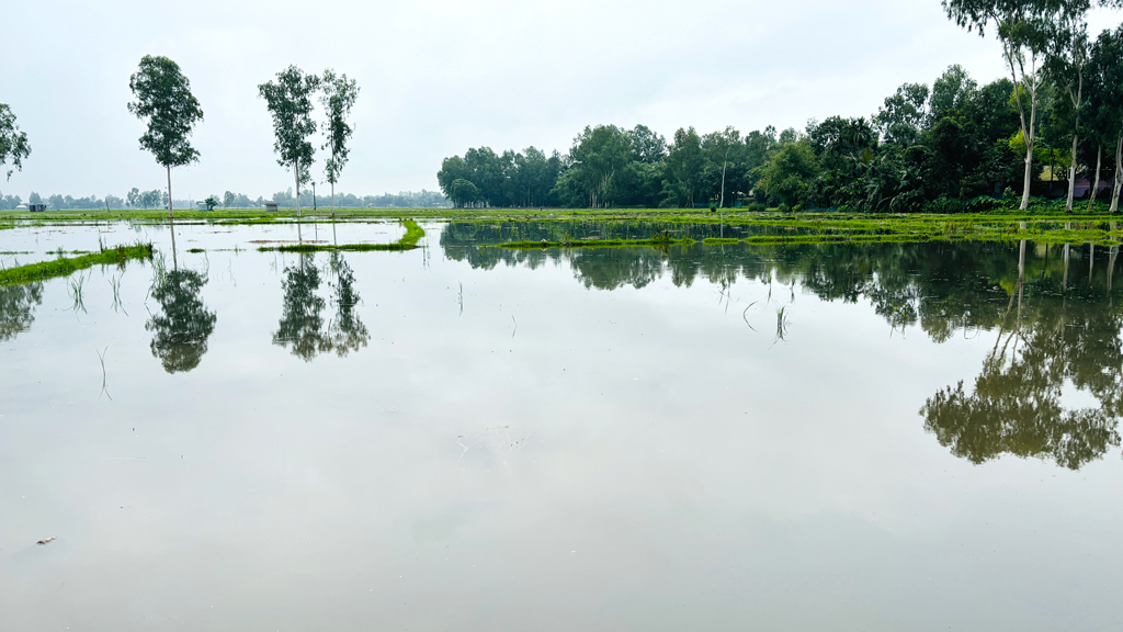 ঠাকুরগাঁওয়ে টানা বর্ষণে তলিয়ে গেছে ফসল, বীজতলা