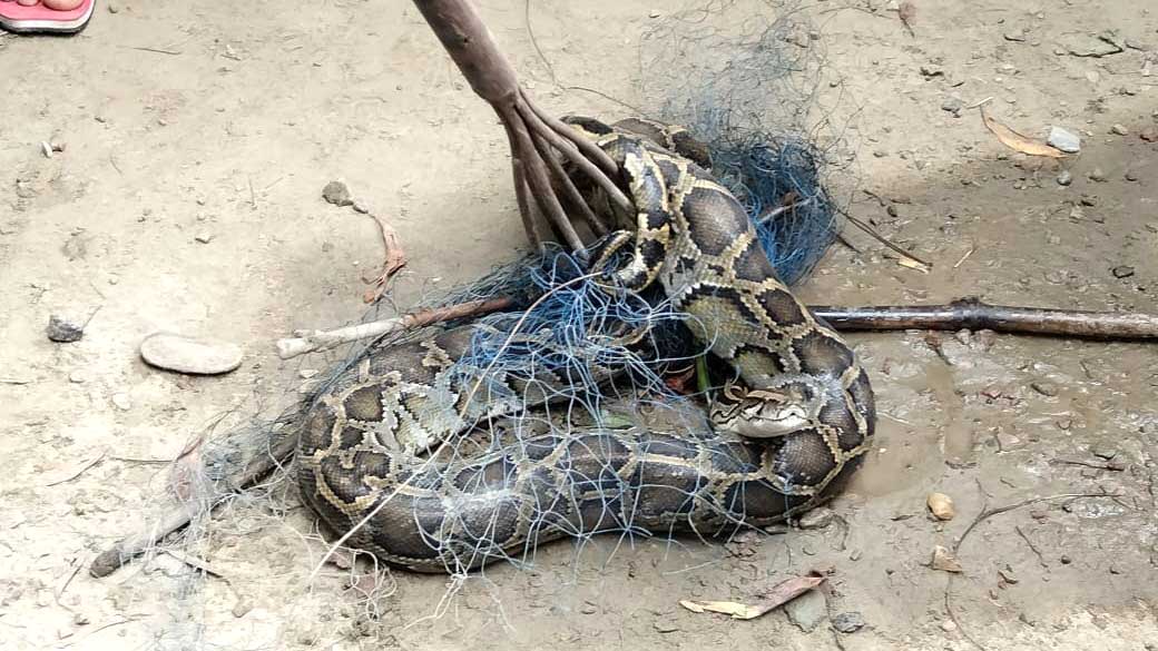 জালে আটকা পড়ল ৭ ফুট লম্বা অজগর