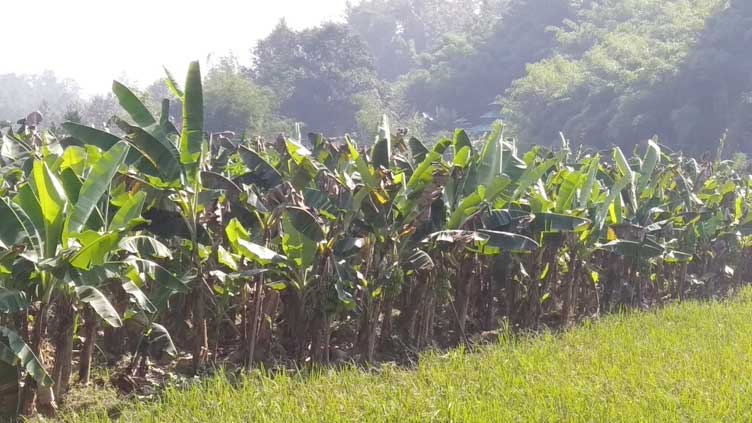 পাহাড়ি কলা যাচ্ছে সারা দেশে