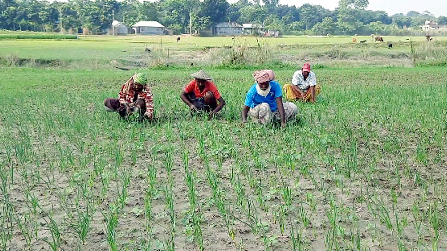 কুষ্টিয়ায় পেঁয়াজ চাষে আগ্রহ