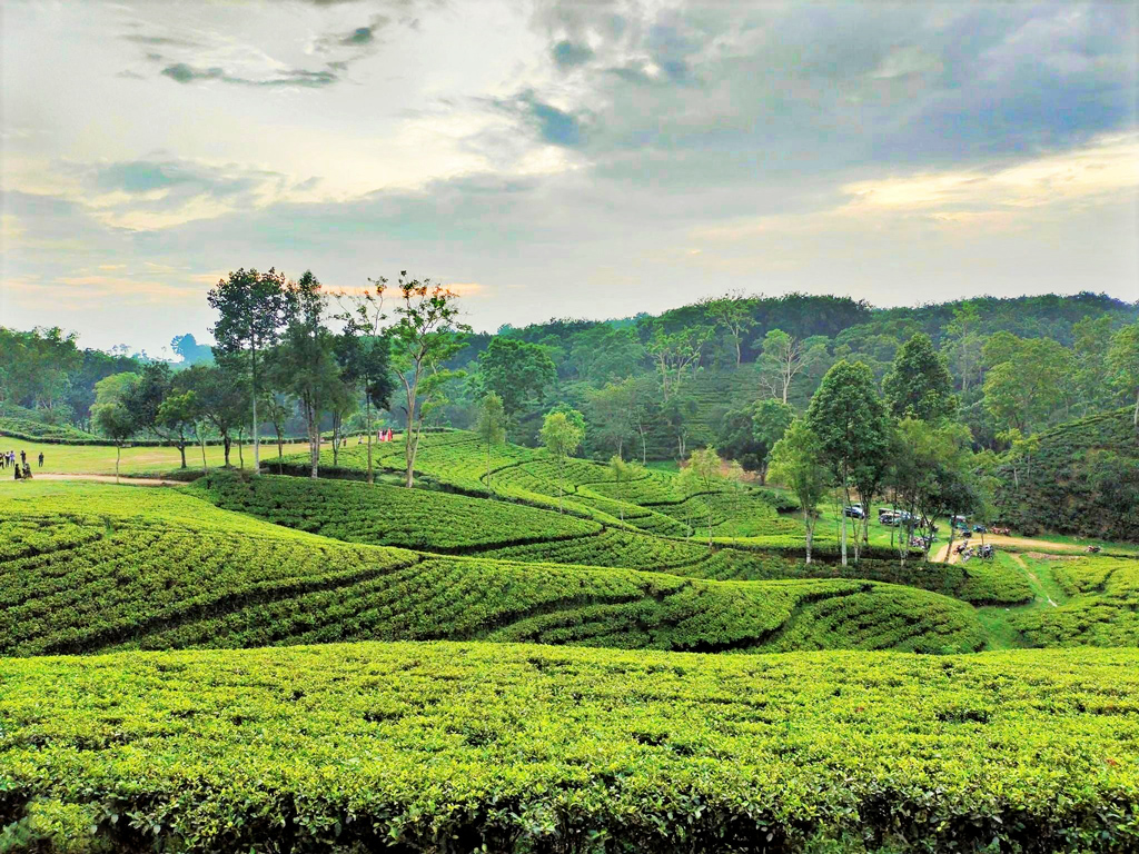 চা-বাগান আর উঁচু-নিচু টিলাবেষ্টিত সবুজ চাদরে ঢাকা নৈসর্গিক সৌন্দর্যে প্রতিনিয়তই মুগ্ধ হচ্ছেন পর্যটকেরা। পর্যটনে নতুন মাত্রা যোগ করেছে দার্জিলিং টিলা। সবুজের সমারোহে মুগ্ধতা ছড়ানো দৃষ্টিনন্দন এ টিলা পর্যটকদের হাতছানি দিয়ে ডাকছে। প্রকৃতির সকল সৌন্দর্যের সম্মিলন যেন এখানে। মৌলভীবাজার, শ্রীমঙ্গল, ১১ জুন ২০২৩। ছবি: আজকের পত্রিকা
