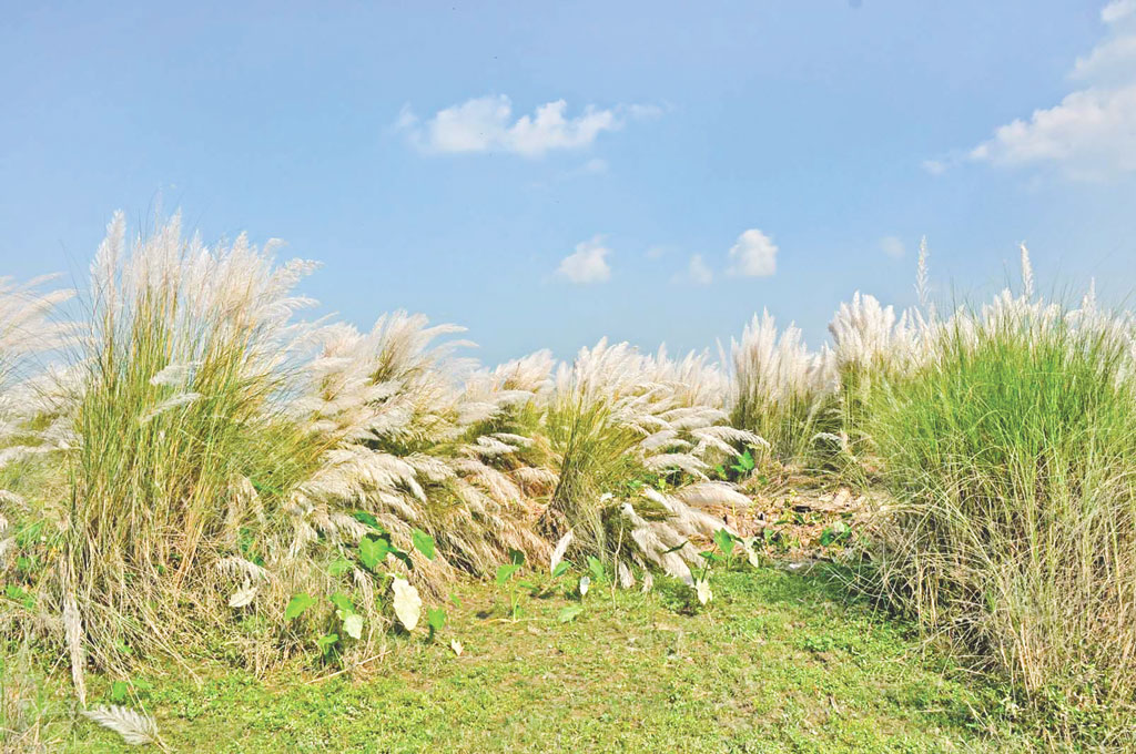 নগরের পাশে কাশবন