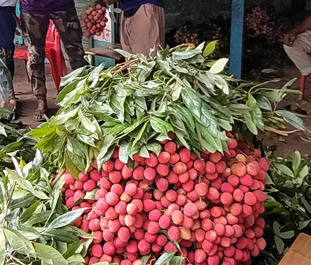 বাজারে প্রচুর পরিমাণে উঠেছে দিনাজপুরের রসালো লিচু। তবে এবার লিচুর দাম বেশ চড়া। শহরের নিউমার্কেট থেকে তোলা, দিনাজপুর, ৯ জুন ২০২৪।