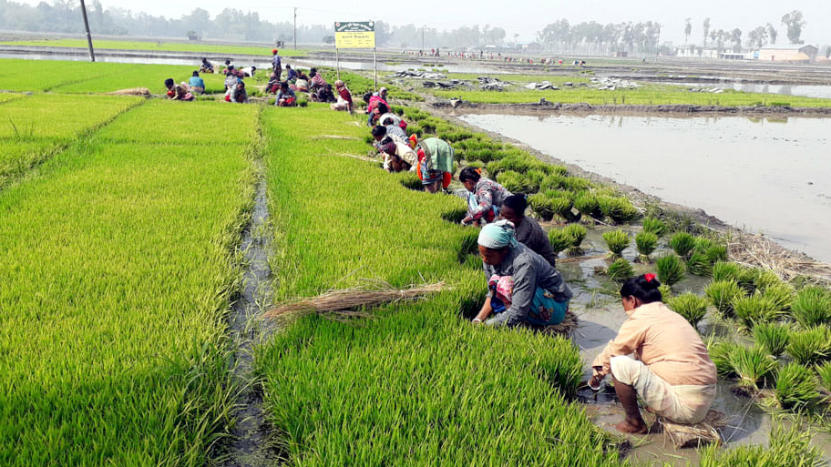 আমনের পর বোরোতে কৃষকের নতুন স্বপ্ন