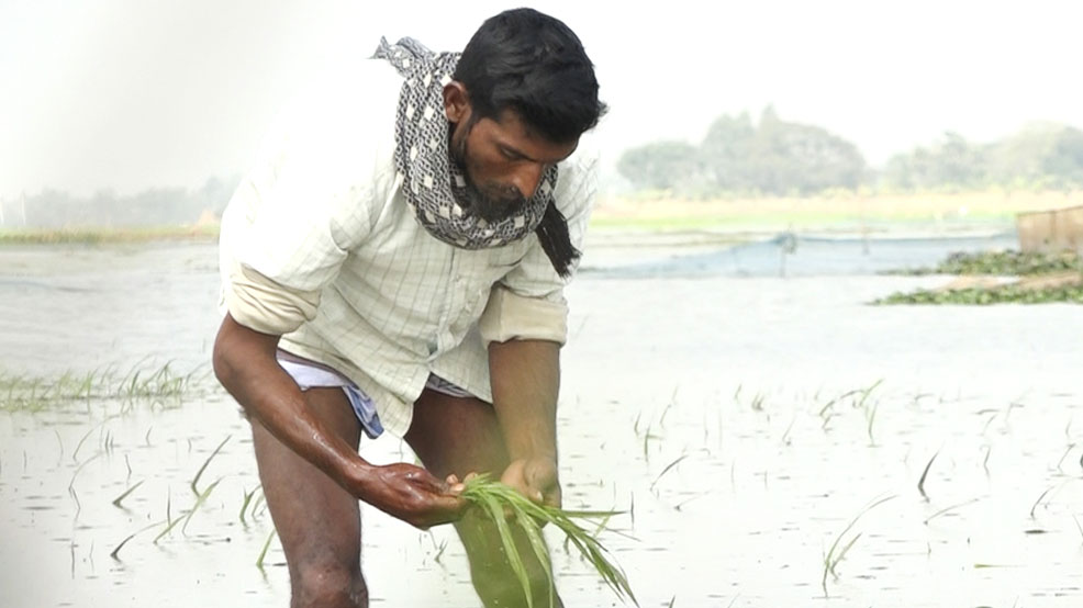পানির নিচে বোরোর চারা কৃষকের মাথায় হাত