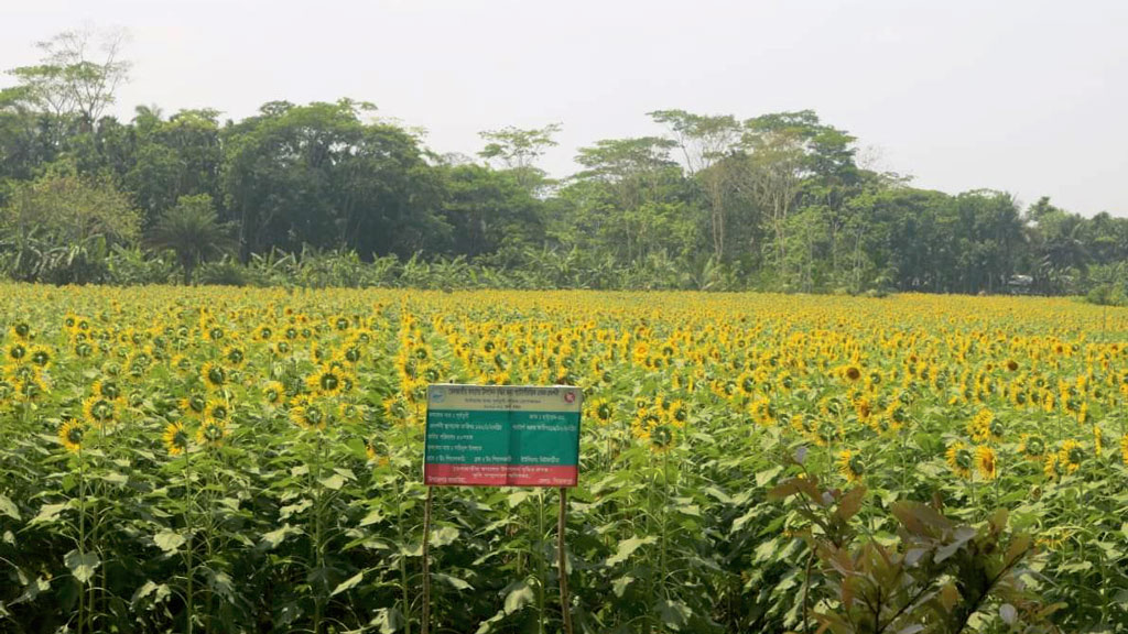 ভান্ডারিয়ায় কৃষকদের আলোর পথ দেখাচ্ছে ‘আমাদের পথচল’