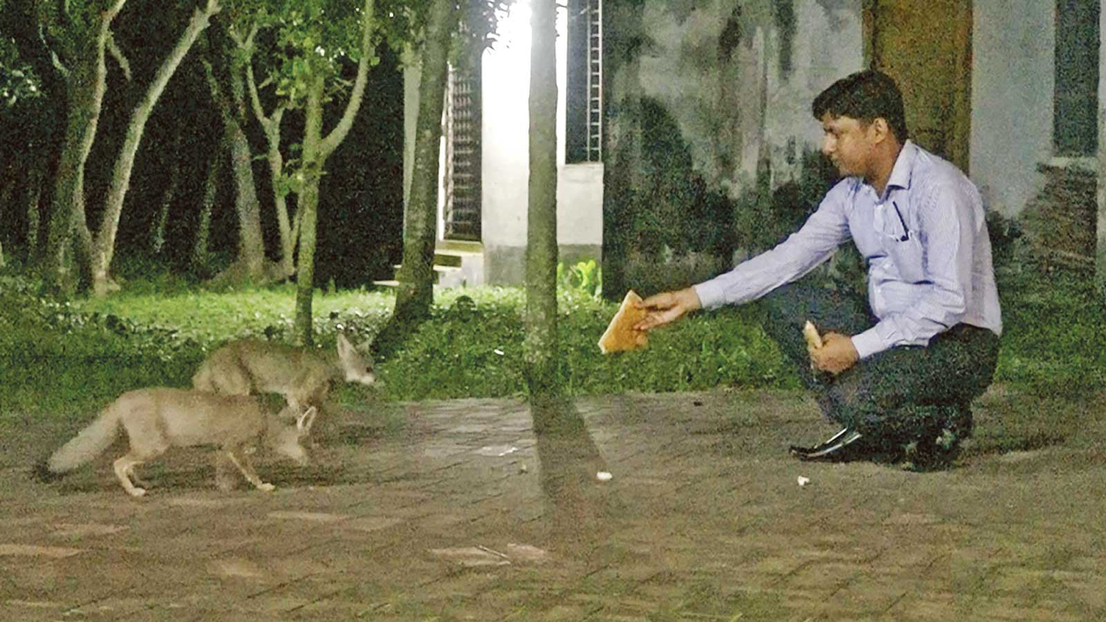 শিয়ালের সঙ্গে মিতালি