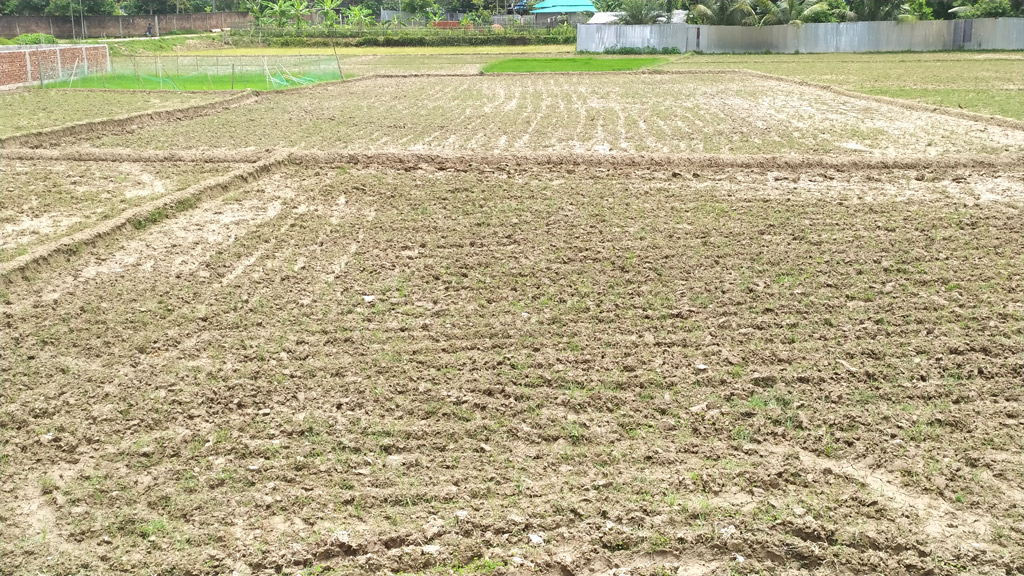 বৃষ্টির অভাবে আমন চাষ ব্যাহত হওয়ার আশঙ্কা