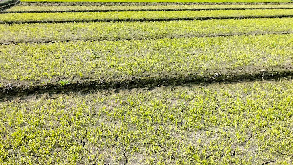 কুড়িগ্রামের ভূরুঙ্গামারীতে তীব্র শীত আর ঘন কুয়াশায় নষ্ট হচ্ছে কৃষকের বীজতলা। ভূরুঙ্গামারী, কুড়িগ্রাম, ২০ জানুয়ারি ২০২৩। ছবি: মো. শামসুজ্জোহা সুজন