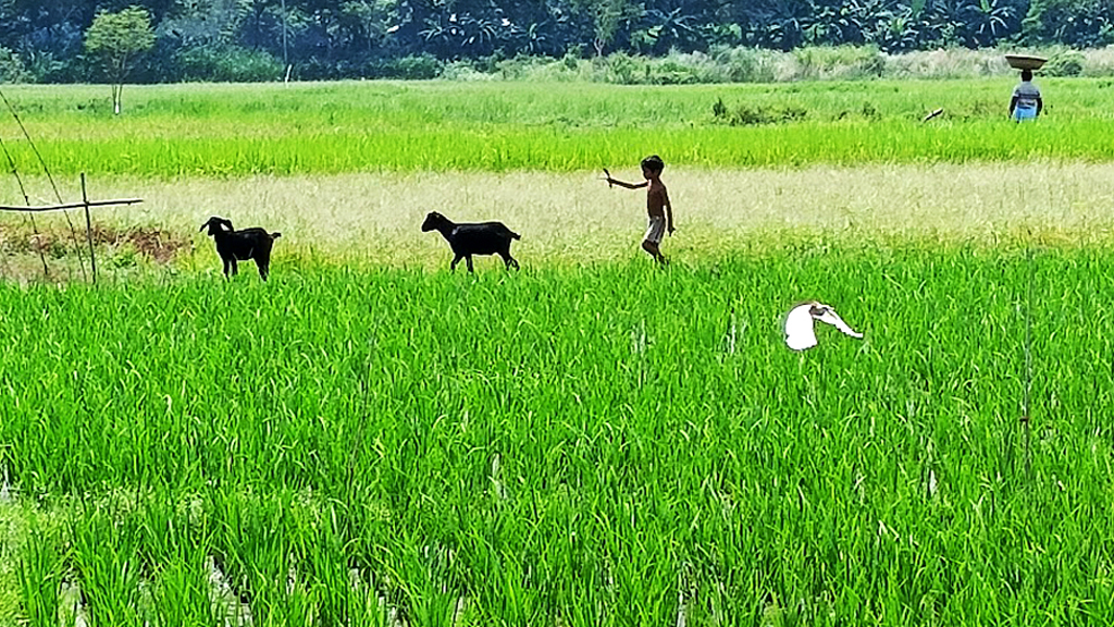 ধান খেতে উড়ে যাচ্ছে সাদা বক। অদূরে মাথায় ঝুড়ি নিয়ে যাচ্ছেন এক কৃষক। আর ধান খেতের আইল দিয়ে ছাগল নিয়ে যাচ্ছে এক শিশু। এ যেন আবহমান বাংলার রূপ। বাটরাকান্দি গ্রাম, ঘিওর উপজেলা, মানিকগঞ্জ, ৬ সেপ্টেম্বর। ছবি: আব্দুর রাজ্জাক