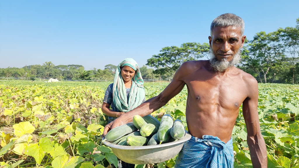 গোমতীর চরে শসার ভালো ফলন দামে খুশি চাষিরা