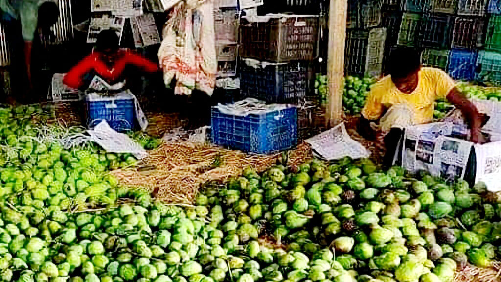 আজ থেকে বাজারে আসছে গোপালভোগ আম