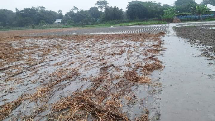 গজারিয়ায় আলুবীজ পচে যাওয়ার আশঙ্কা