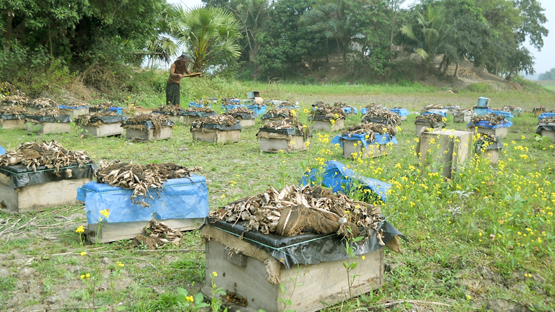 সরিষার মধু সংগ্রহে ব্যস্ত লোহাগড়ার চাষিরা