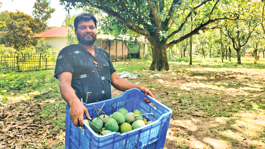 রংপুরের যে গাছ গড়েছে শতকোটি টাকার বাণিজ্য