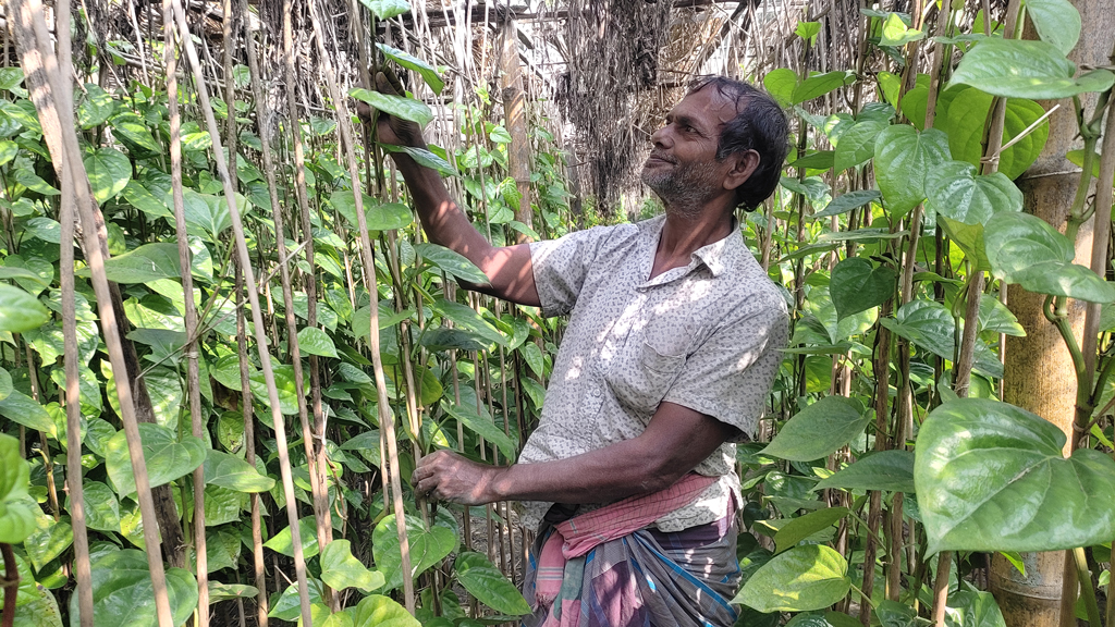 রপ্তানি বন্ধ, হতাশ পানচাষিরা