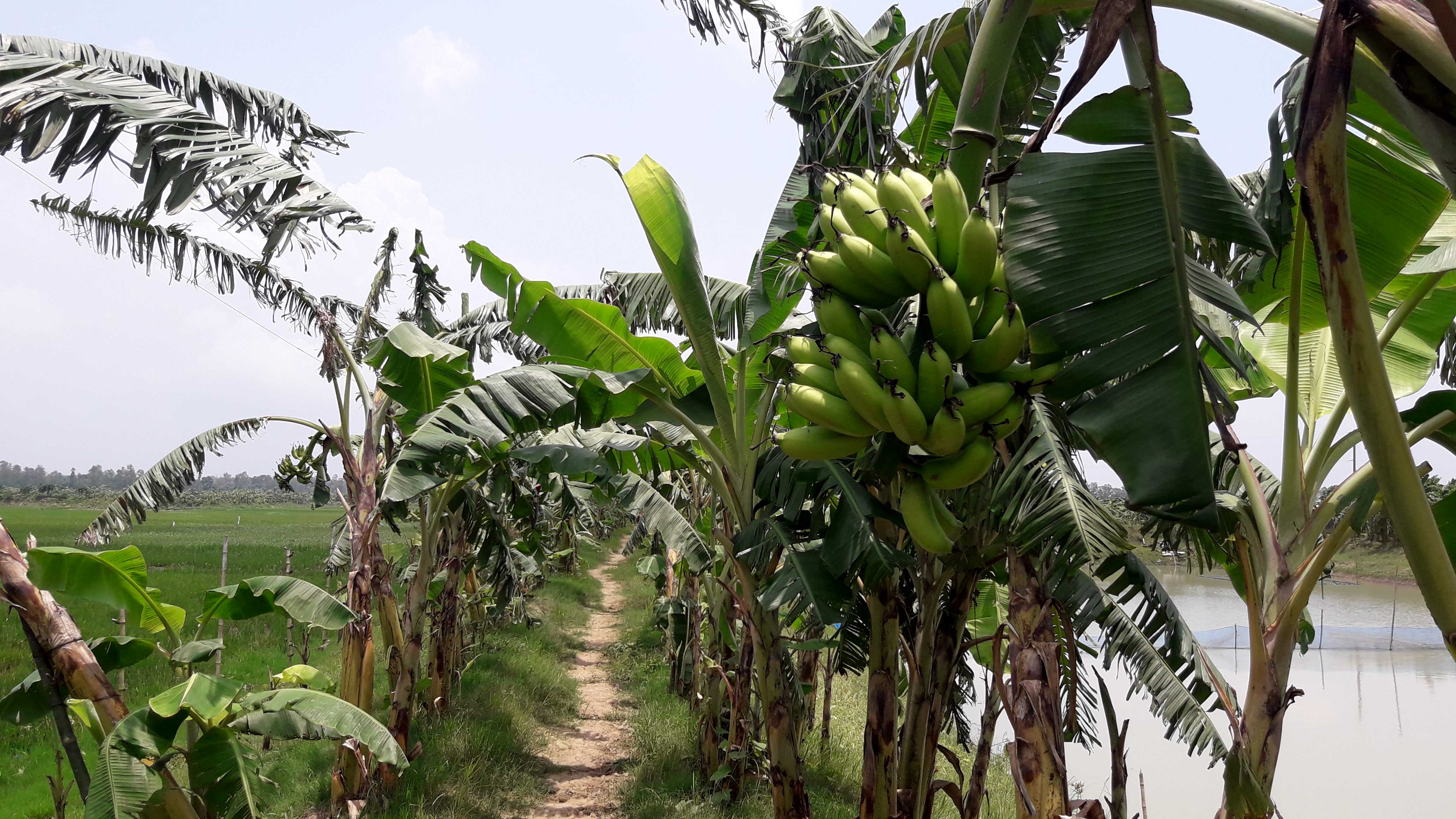 তাড়াশে পুকুরপাড়ে কলা চাষে বাড়তি আয় করছেন মৎস্যচাষিরা