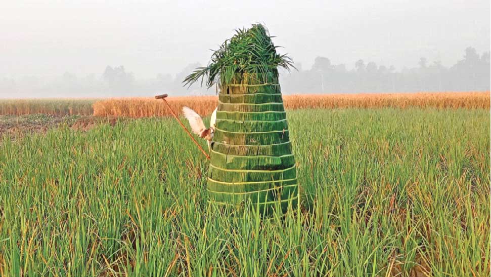 পীরগঞ্জে ফাঁদ বসিয়ে  অবাধে বক শিকার