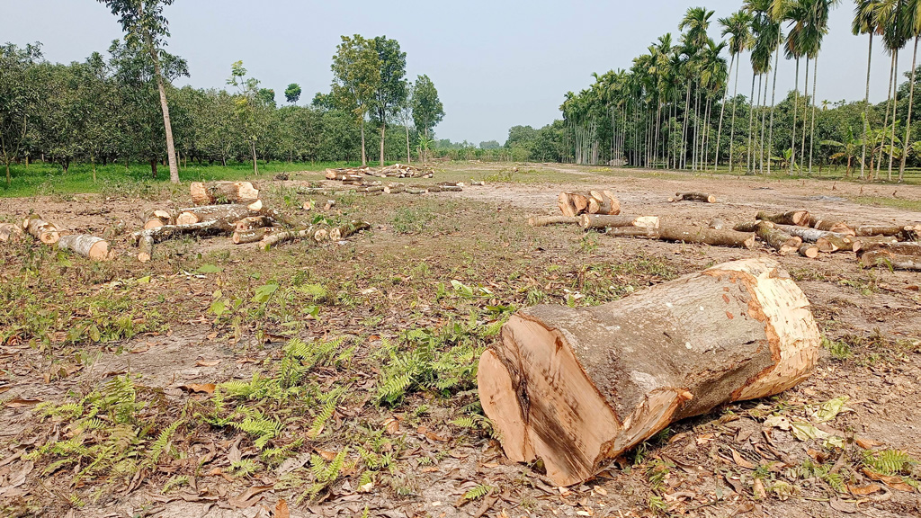 লোকসানে আমবাগান কাটছেন কৃষকেরা