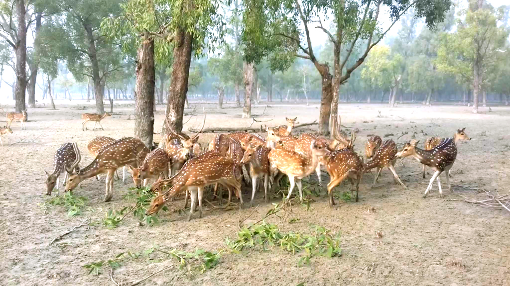 ৯০ দিন পর খুলছে সুন্দরবনের দ্বার