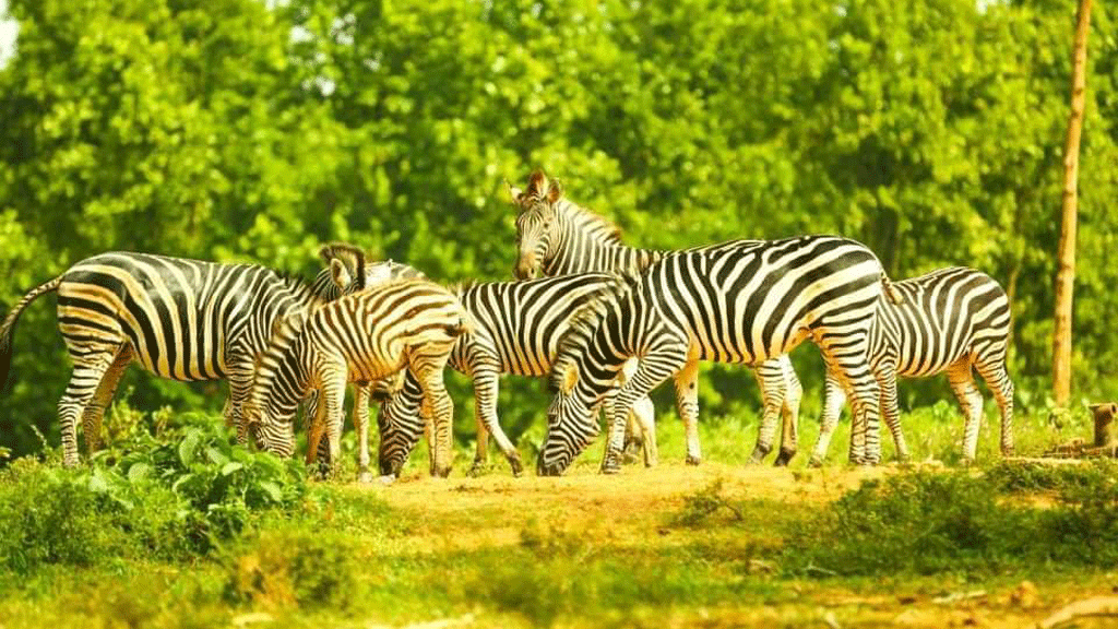 সাফারি পার্কে একদিনে আরও ২ জেব্রার মৃত্যু