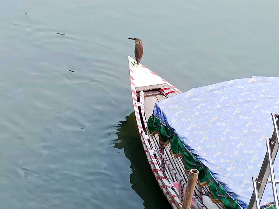 শিকারের খোঁজে এসেছে এক বক। নৌকায় বসে কড়া নজর রাখছে পুকুরের জলে। ঘিওর সদর ইউনিয়নের গোলাপনগর গ্রামের একটি বিনোদন কেন্দ্রের পুকুর, মানিকগঞ্জ, ২৩ নভেম্বর। ছবি: আব্দুর রাজ্জাক