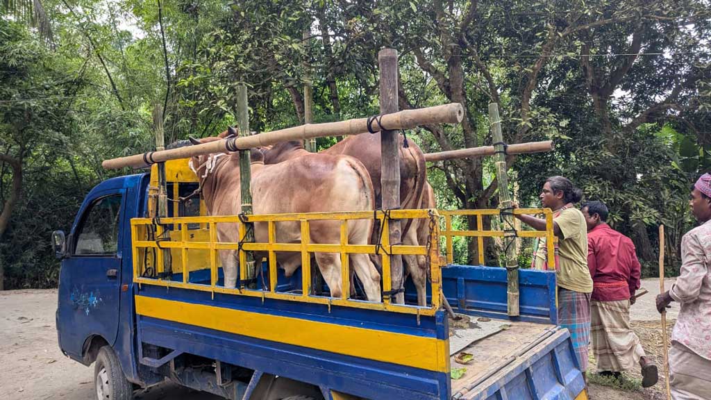 কোরবানির পশুর লাথি–গুঁতোয় ও অস্ত্রের আঘাতে সারা দেশে আহত দুই সহস্রাধিক, নিহত ৩
