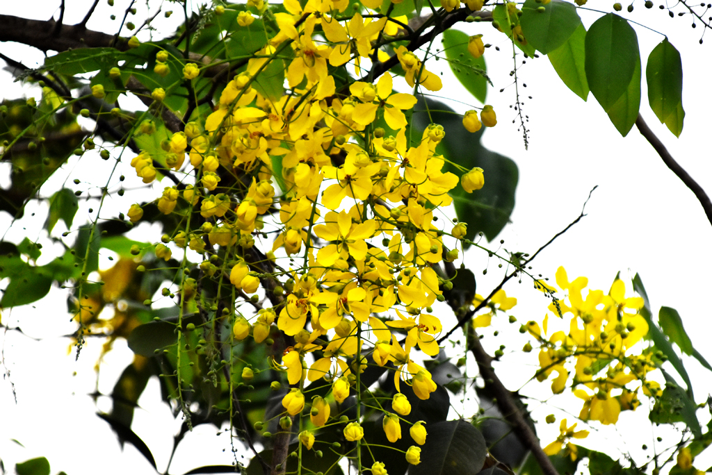 ক্যাসিয়া ফিস্টুলা, গোল্ডেন শাওয়ার নামেও পরিচিত। প্রজাতিটি ভারতীয় উপমহাদেশ এবং দক্ষিণ-পূর্ব এশিয়া এলাকার। এটি ভারতের কেরালা রাজ্যের রাষ্ট্রীয় ফুল। জনপ্রিয় শোভাময় এই উদ্ভিদ ভেষজ ওষুধ তৈরিতেও ব্যবহার হয়। নগরীর কেদুর মোড় এলাকা, রাজশাহী, ১৪ এপ্রিল ২০২৪। ছবি: মিলন শেখ