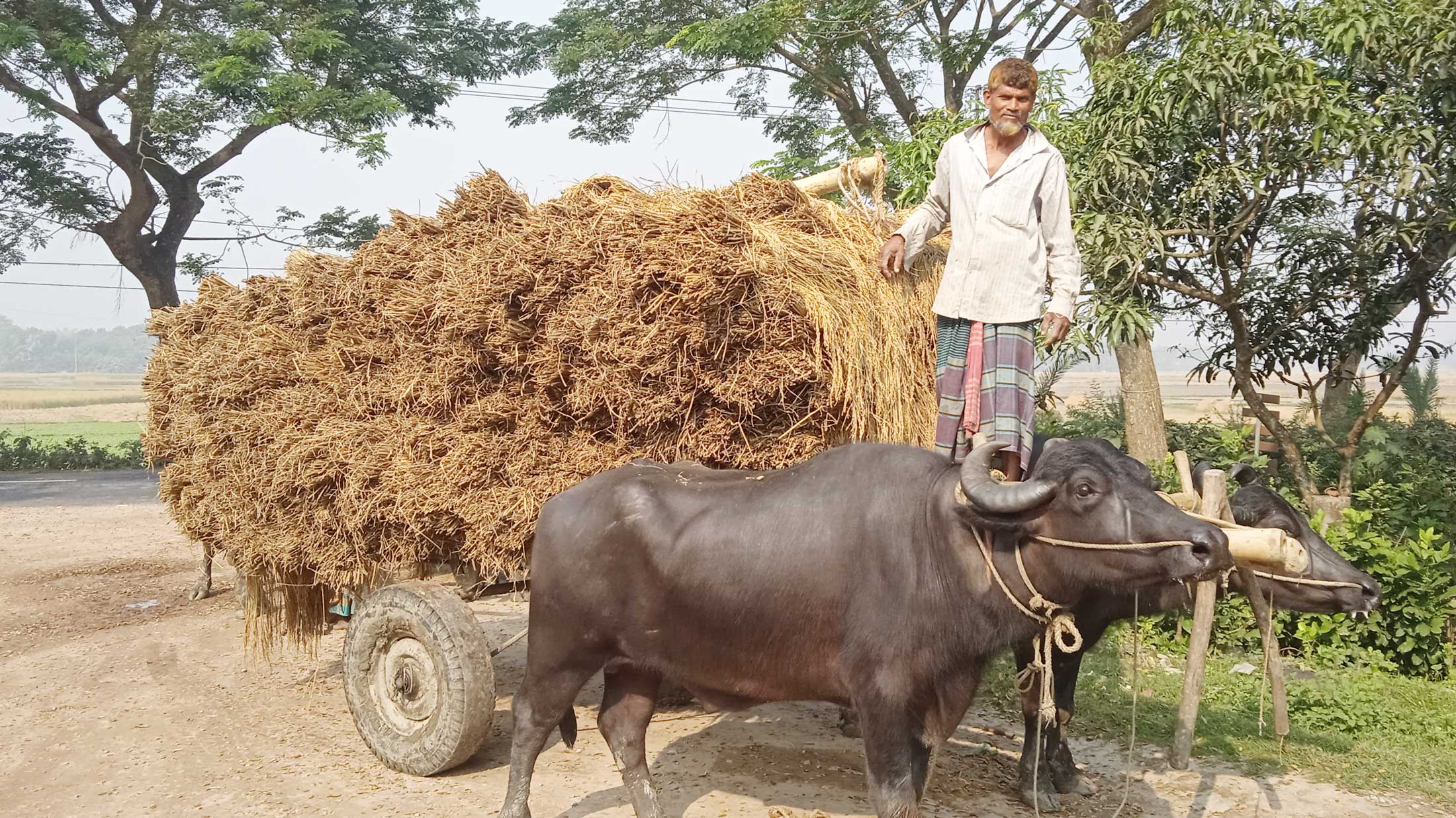 আমন তুলতে ব্যস্ত কৃষক