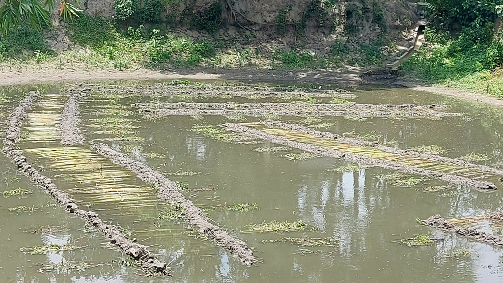 পুকুর ভাড়া করে পাট জাগ