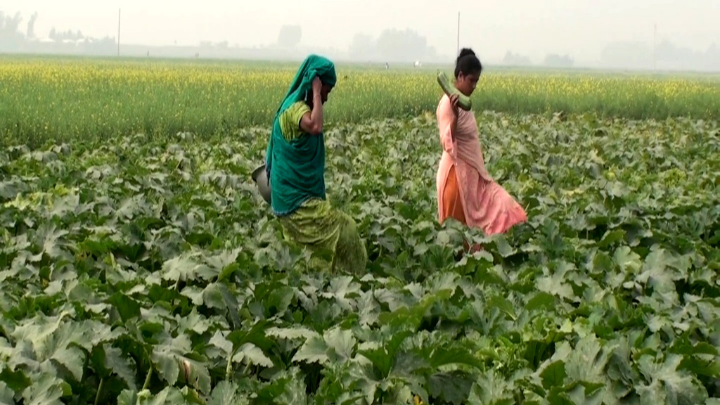 যমুনার চরে চাষ হচ্ছে উচ্চ ফলনশীল সবজি স্কোয়াশ