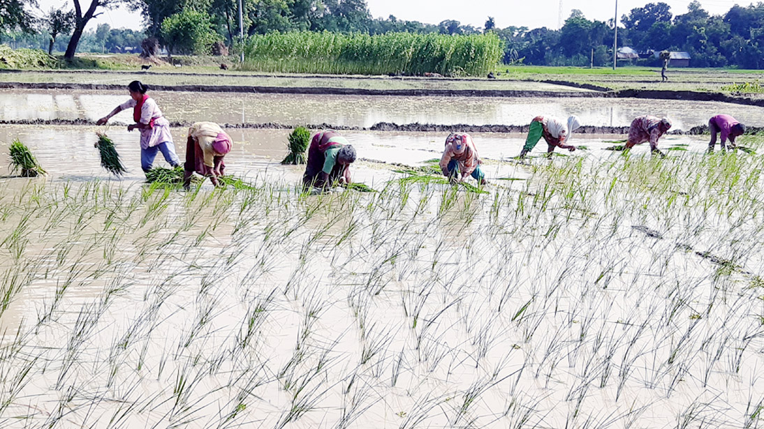 বৃষ্টির পর আমনের চারা রোপণে ব্যস্ত কৃষকেরা