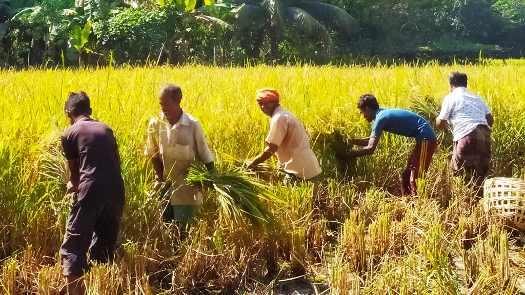 আমন ঘরে তুলতে ব্যস্ত চাষি