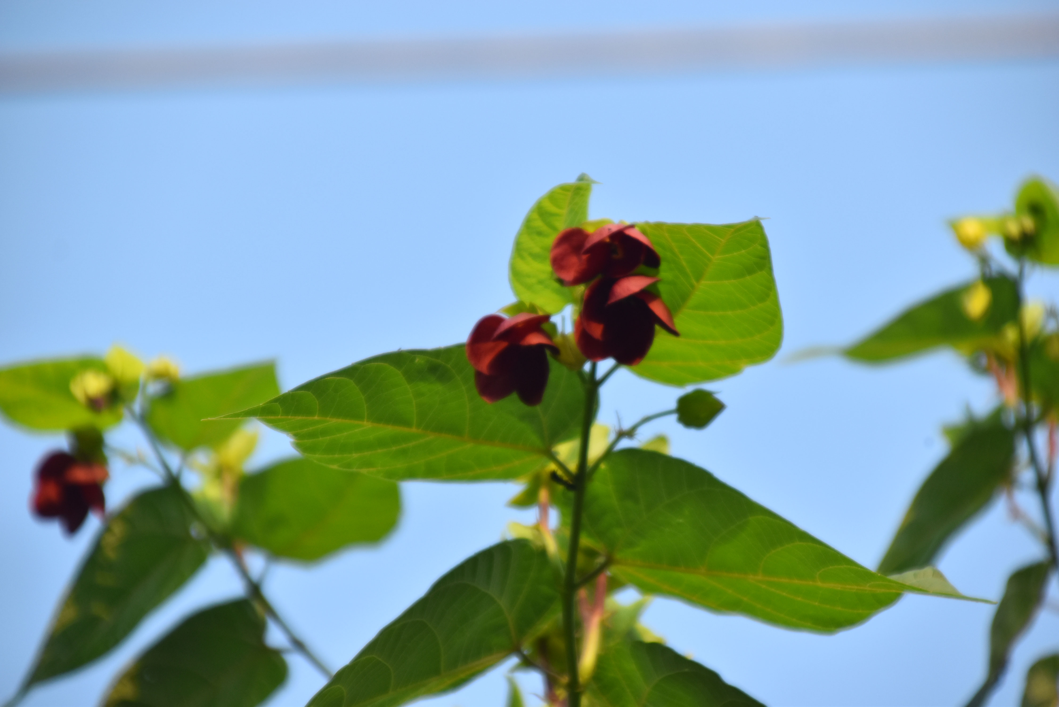 দক্ষিণ এশিয়ার বিরল উদ্ভিদ ‘আবিমা অগস্টুম’—স্থানীয়ভাবে পরিচিত শয়তানের তুলা বা উলট কম্বোল নামে। গাঢ় লাল ফুল ও হৃদয়াকৃতির পাতার এই গাছের ছবি রাজশাহী বিশ্ববিদ্যালয় এলাকা থেকে তোলা। ছবি: মিলন শেখ।