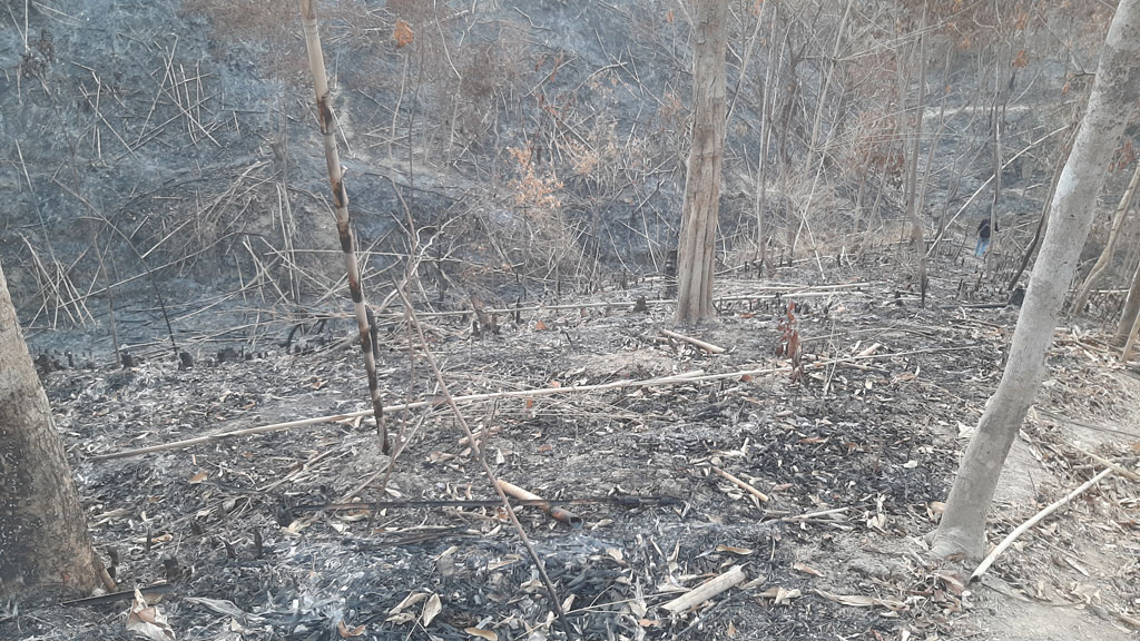 বড়লেখায় বনে আগুনের ঘটনায় বিট কর্মকর্তা প্রত্যাহার 