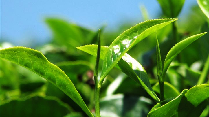 শ্রীমঙ্গলের চা নিলামে শীর্ষে বিটি-২ স্পেশাল
