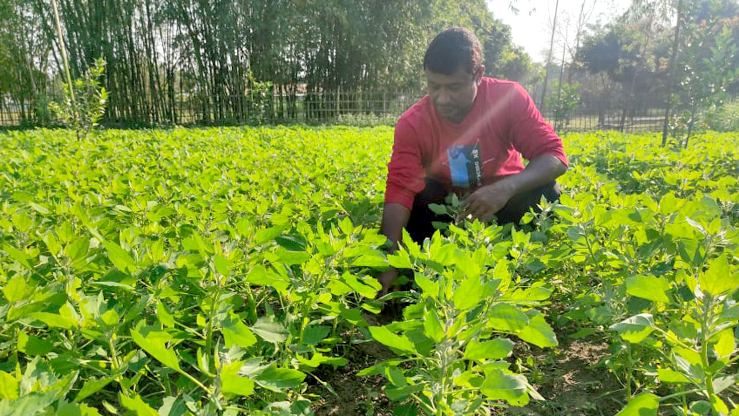 নাসার মহাকাশচারীদের খাবার চাষ হচ্ছে কিশোরগঞ্জে