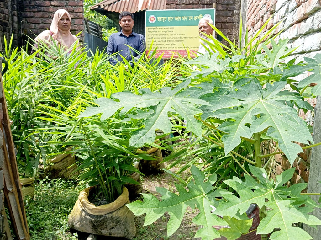 বাড়ির আঙিনা ও পরিত্যক্ত জমিতে বস্তায় আদা চাষ, আয় বাড়ছে কৃষকের