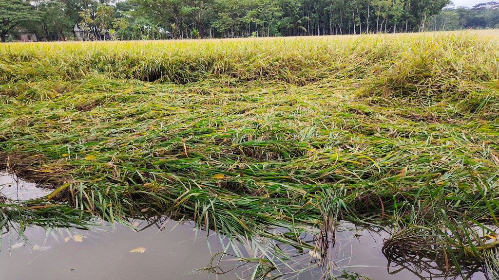 আমন ও রবির ব্যাপক ক্ষতি