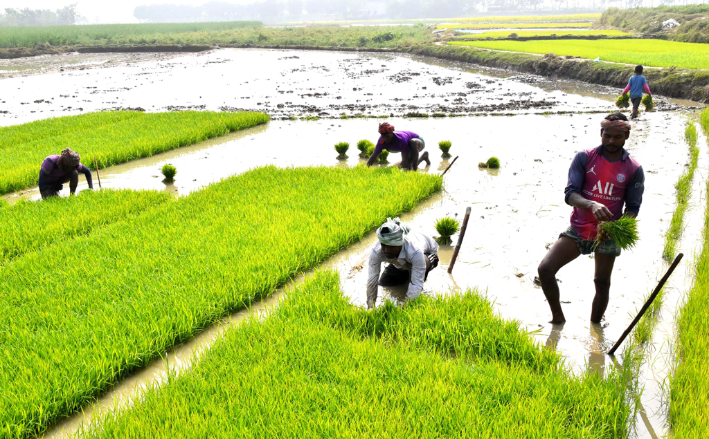 বরেন্দ্র অঞ্চলে চলছে বোরো ধানের আবাদ। কৃষকেরা বীজতলা থেকে বোরো ধানে চারা তুলে নিয়ে যাচ্ছেন জমিতে লাগানোর জন্য। গোদাগাড়ী উপজেলার দেওপাড়া ইউনিয়ন জিয়ল মারি গ্রাম, রাজশাহী, ১৩ জানুয়ারি ২০২৪। ছবি: মিলন শেখ