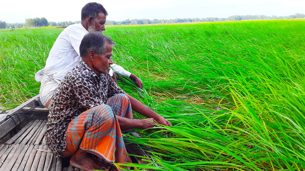 বন্যা সহিষ্ণু ধানে কৃষকের স্বপ্ন