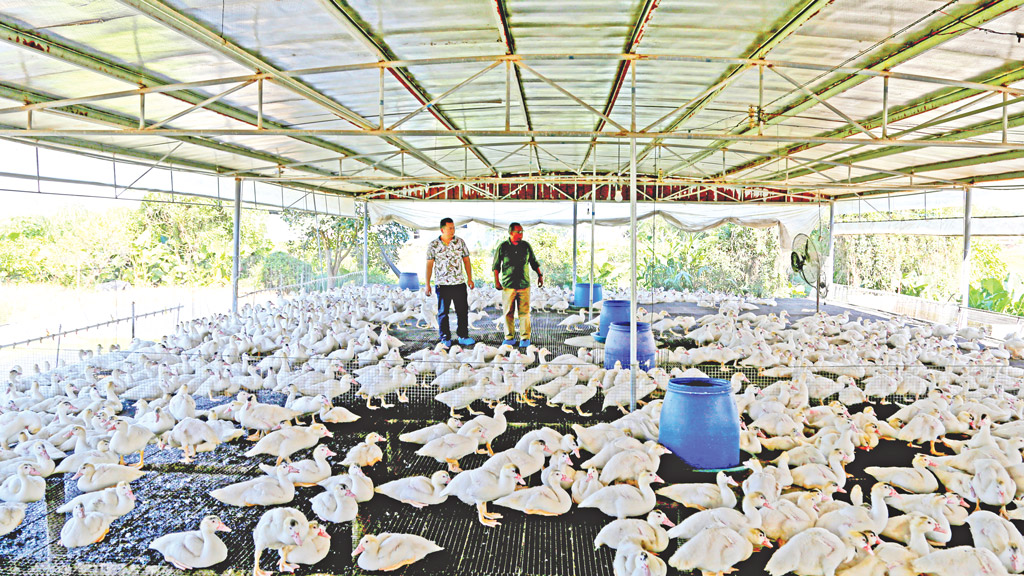 হাঁস থেকে লাভ লাখ টাকা